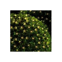 50 Ledli Solar Çiçekli Günışığı Bahçe Aydınlatma Dekorasyon Güneş Enerjili ( 8 Modlu )