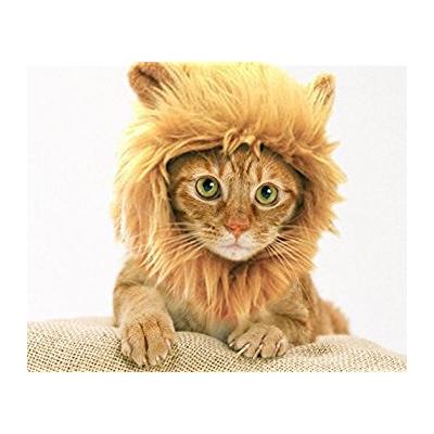 Kedi Aslan Yelesi Peruk