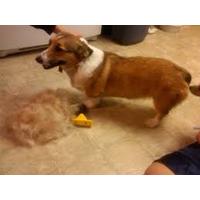 Kedi Köpek Tüy Alıcı Tarak