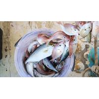 Misina 300m Polietilen Microfiber 2.0 Ip Misina Yeşil